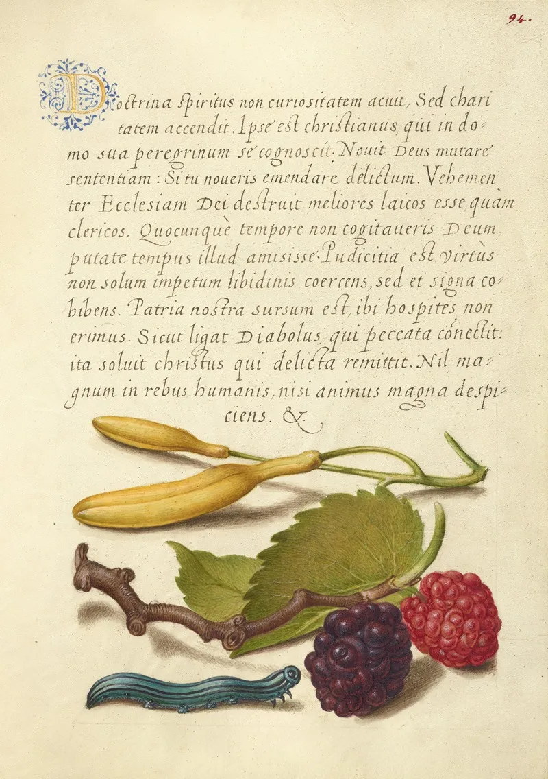 Hyacinth Black Mulberry And Caterpillar
