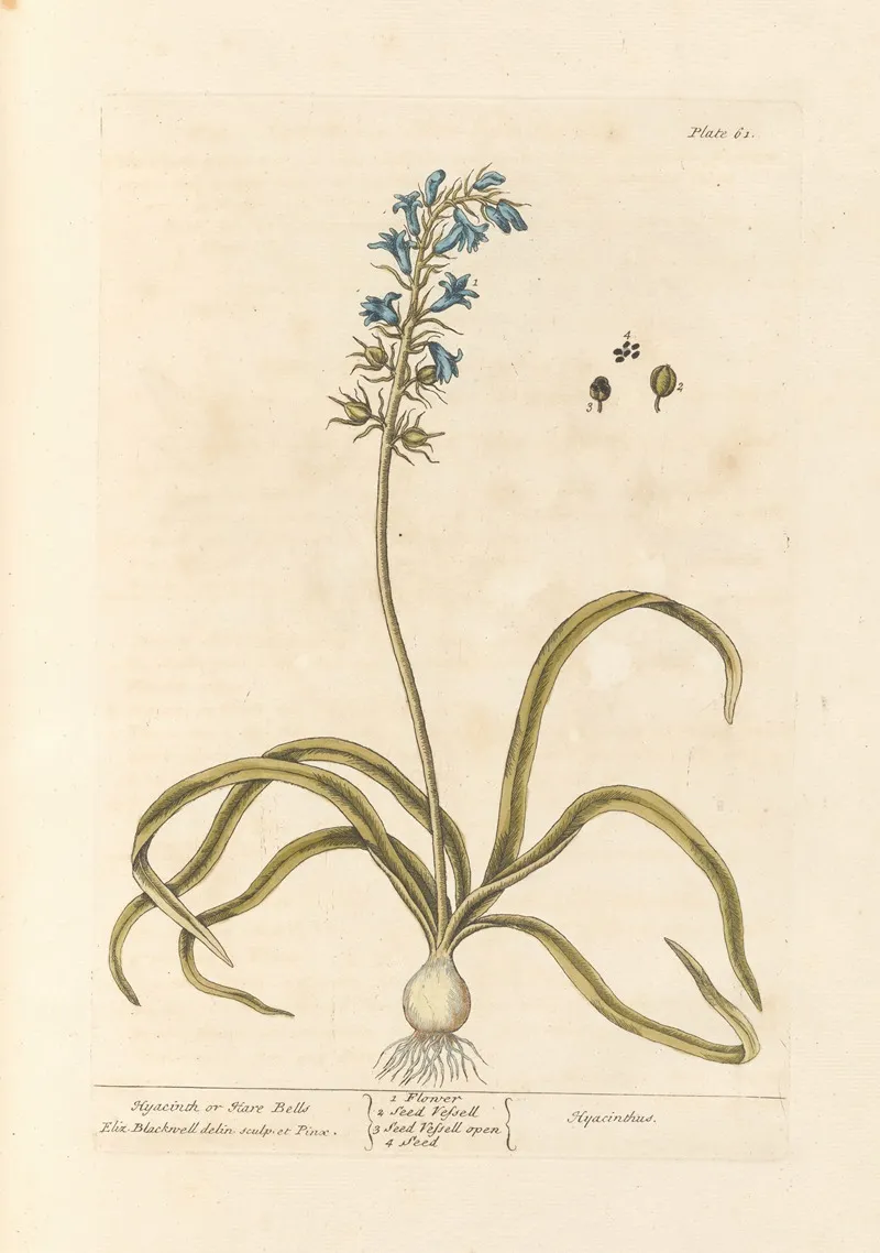 Hyacinth Or Hare Bells Wall Art by Elizabeth Blackwell - High-Resolution Digital Print