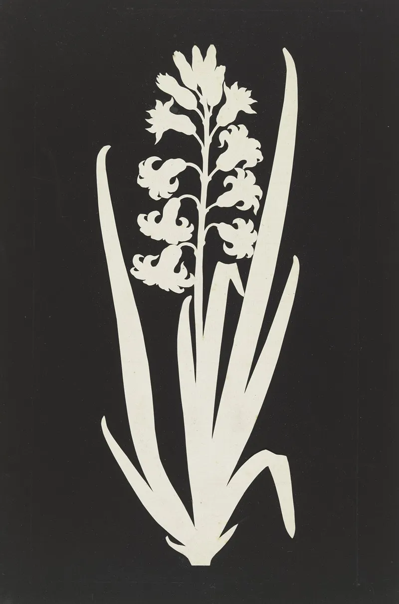Hyacinth