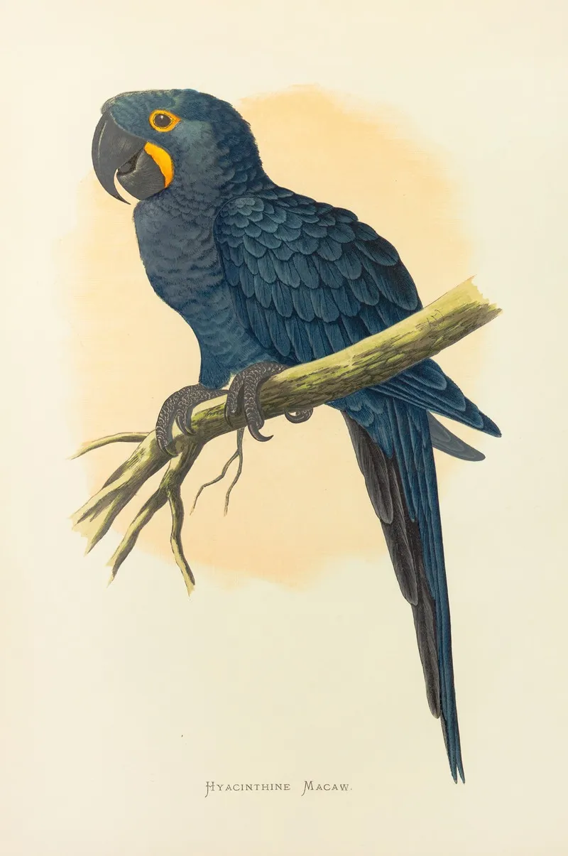 Hyacinthine Macaw Wall Art by Alexander Francis Lydon - High-Resolution Digital Print
