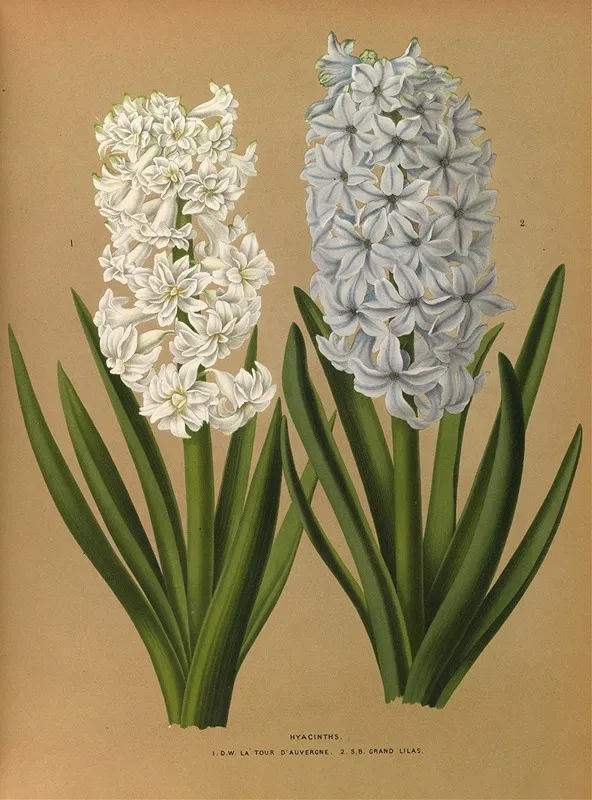 Hyacinths 1 D W La Tour Dauvergne 2 S B Grand Lilas Wall Art by Arentina Hendrica Arendsen - High-Resolution Digital Print