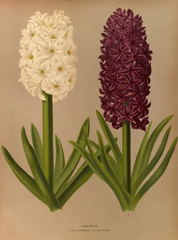 Hyacinths 1 S W Snowball 2 S M Haydn Wall Art by Arentina Hendrica Arendsen - High-Resolution Digital Print