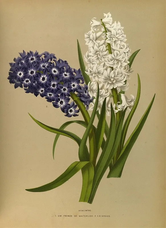 Hyacinths 10 Wall Art by Arentina Hendrica Arendsen - High-Resolution Digital Print