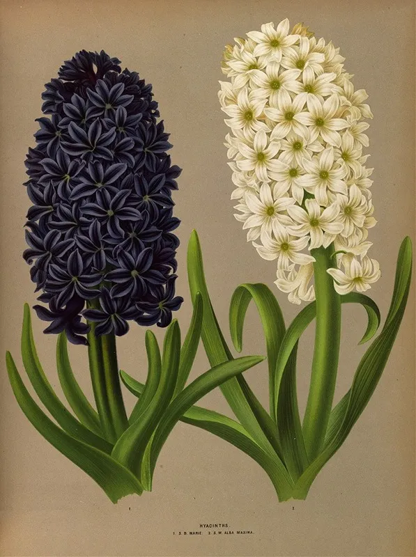 Hyacinths 11 Wall Art by Arentina Hendrica Arendsen - High-Resolution Digital Print