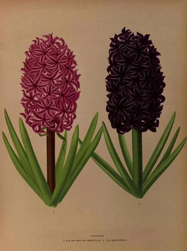 Hyacinths 12 Wall Art by Arentina Hendrica Arendsen - High-Resolution Digital Print