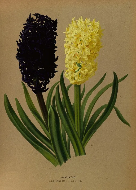 Hyacinths 2 Wall Art by Arentina Hendrica Arendsen - High-Resolution Digital Print