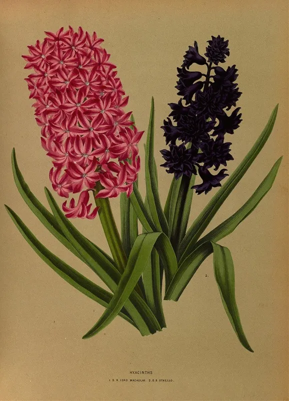 Hyacinths 3 Wall Art by Arentina Hendrica Arendsen - High-Resolution Digital Print