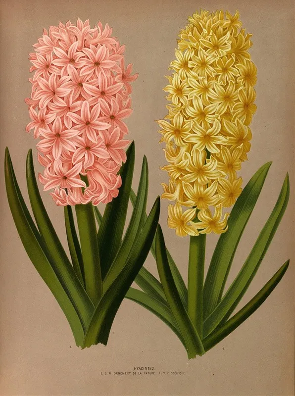 Hyacinths 4 Wall Art by Arentina Hendrica Arendsen - High-Resolution Digital Print