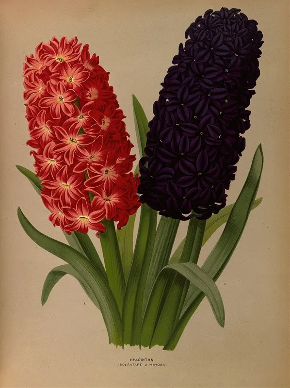 Hyacinths 5 Wall Art by Arentina Hendrica Arendsen - High-Resolution Digital Print