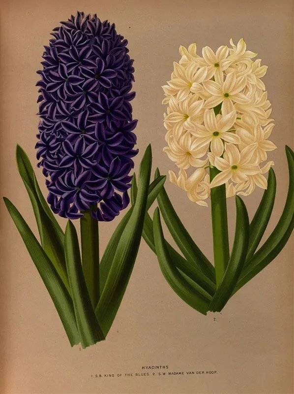 Hyacinths 6 Wall Art by Arentina Hendrica Arendsen - High-Resolution Digital Print