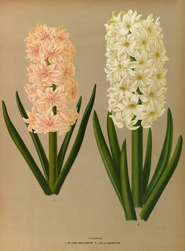 Hyacinths 7 Wall Art by Arentina Hendrica Arendsen - High-Resolution Digital Print