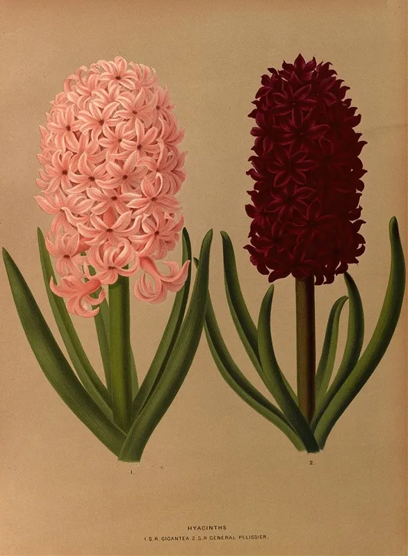 Hyacinths 8 Wall Art by Arentina Hendrica Arendsen - High-Resolution Digital Print