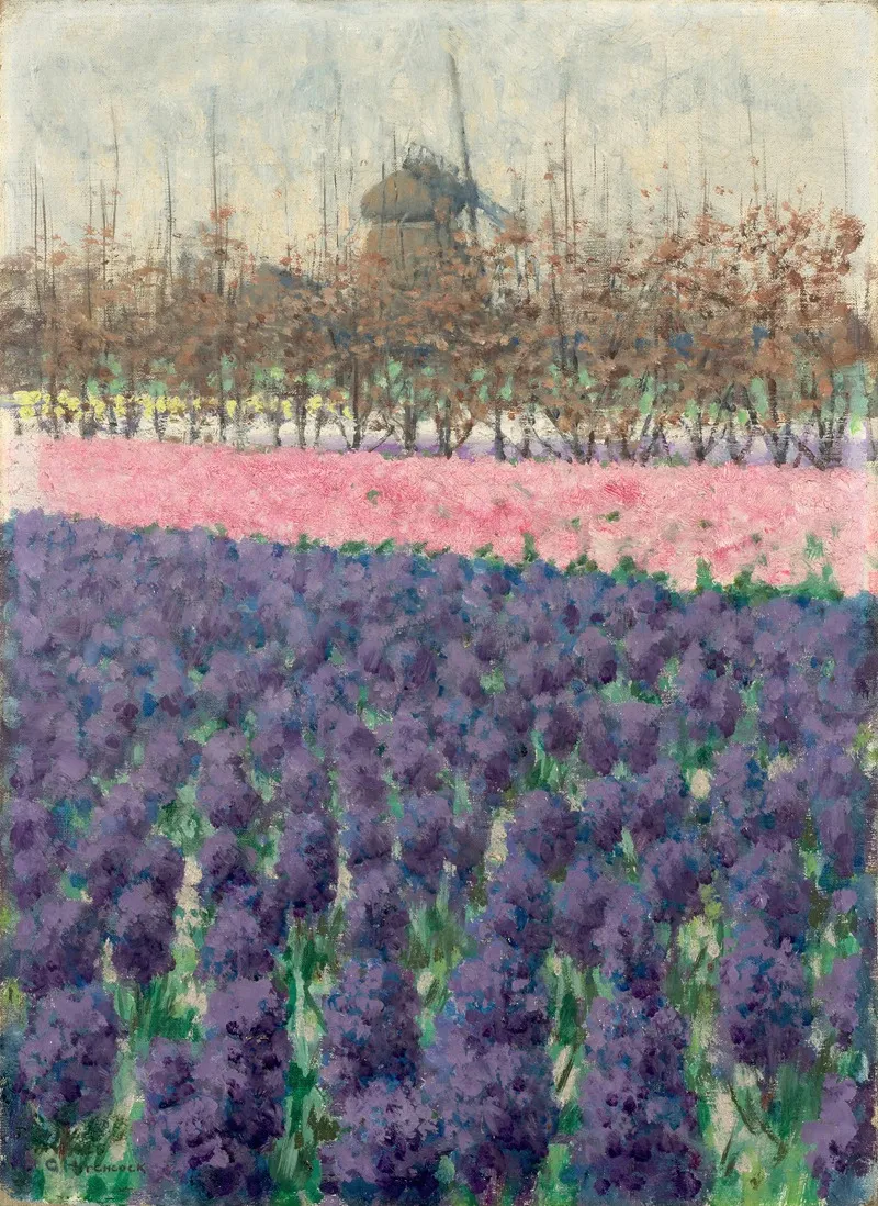 Hyacinths In Holland