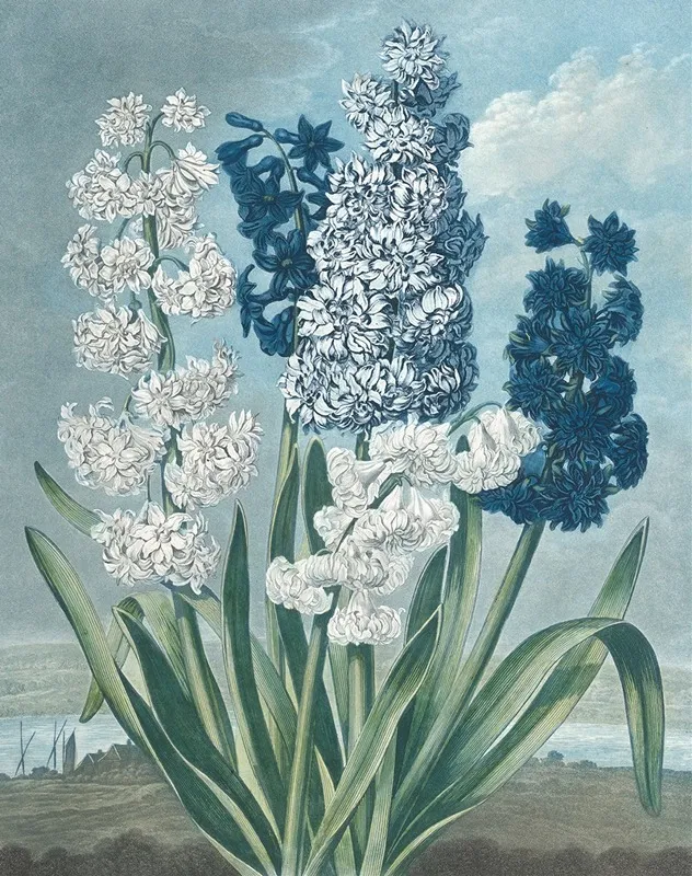 Hyacinths Wall Art by Thomas Warner - High-Resolution Digital Print