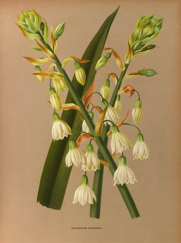 Hyacinthus Candicans Wall Art by Arentina Hendrica Arendsen - High-Resolution Digital Print