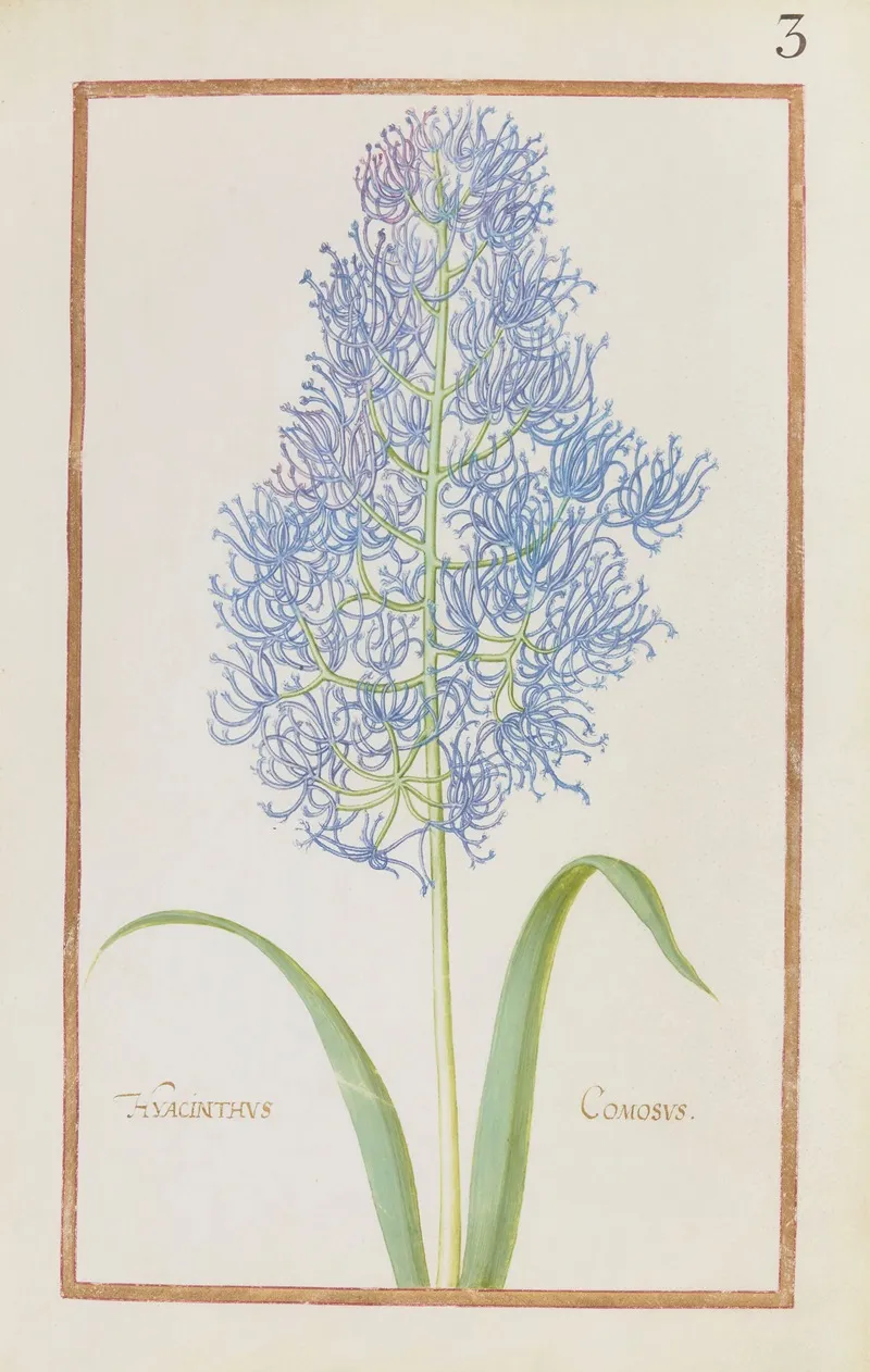 Hyacinthus Comosus Wall Art by Daniel Rabel - High-Resolution Digital Print