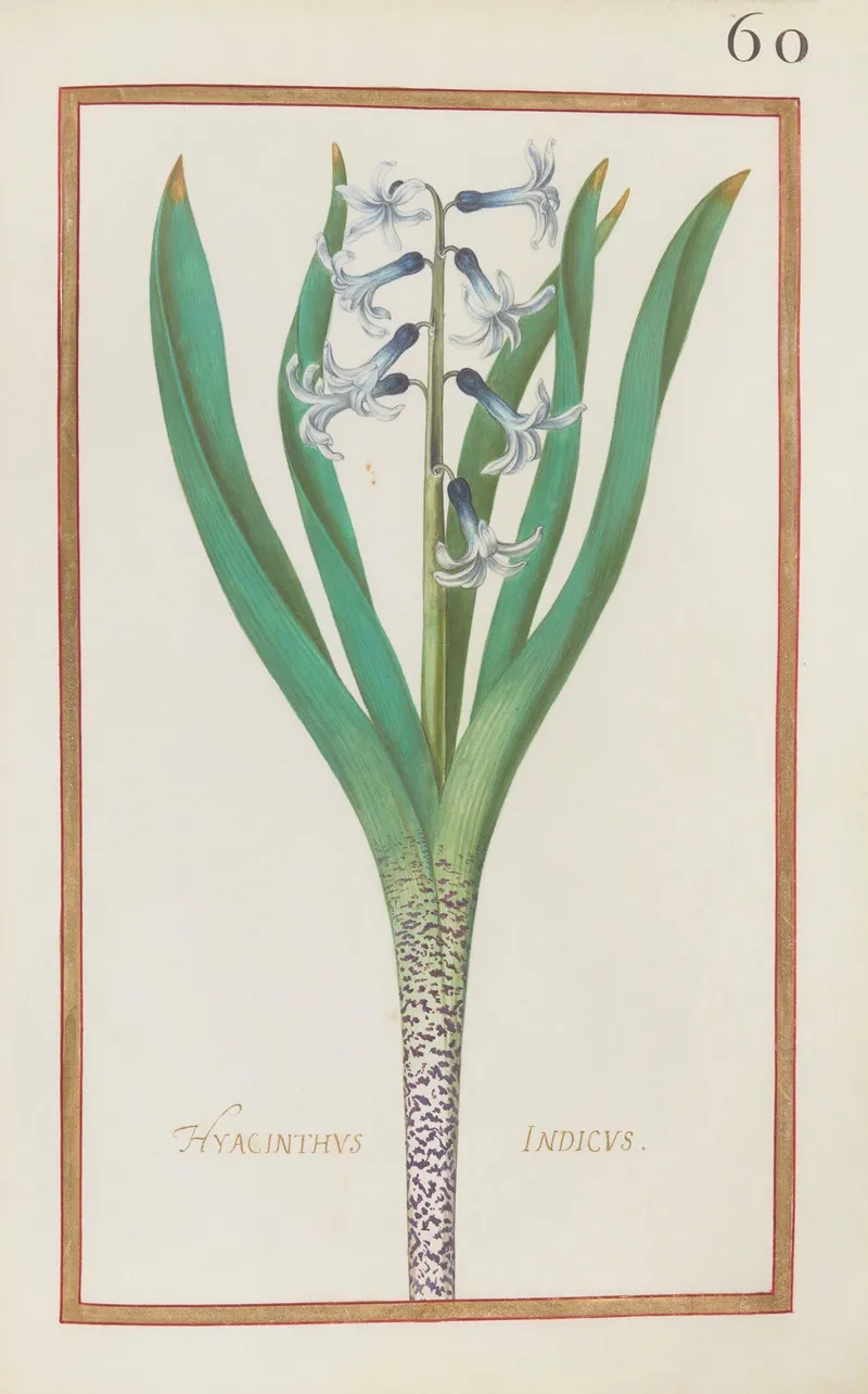 Hyacinthus Indicus Wall Art by Daniel Rabel - High-Resolution Digital Print