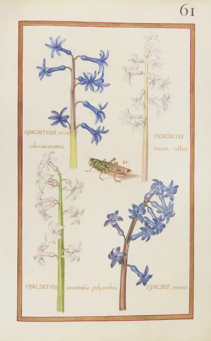 Hyacinthus Orien Odoratissimus Hyacinthus Orient Albus Hyacinthus Orientalis Polyanthos Hyacin Orient Wall Art by Daniel Rabel - High-Resolution Digital Print