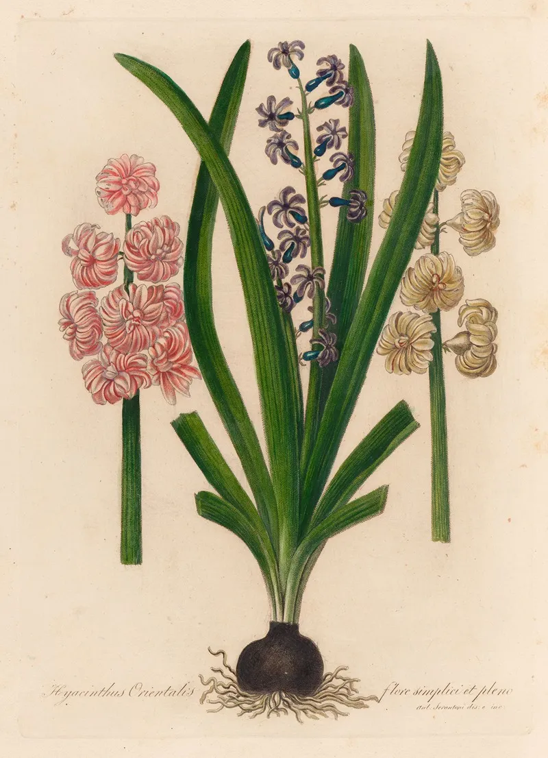 Hyacinthus Orientalis Flore Simplici Et Pleno Wall Art by Gaetano Savi - High-Resolution Digital Print