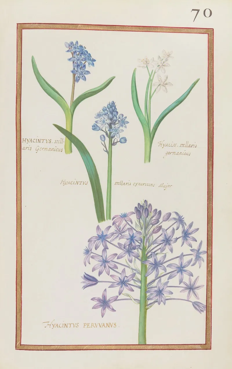 Hyacinthus Stellaris Germanicus Hyacin Stellaris Germanicus Hyacinthus Stellaris Cynericeus Major Hyacintus Peruvanus Wall Art by Daniel Rabel - High-Resolution Digital Print