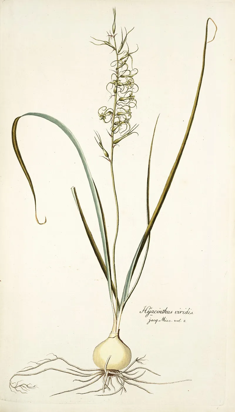 Hyacinthus Viridis Wall Art by Nikolaus Joseph Freiherr von Jacquin - High-Resolution Digital Print
