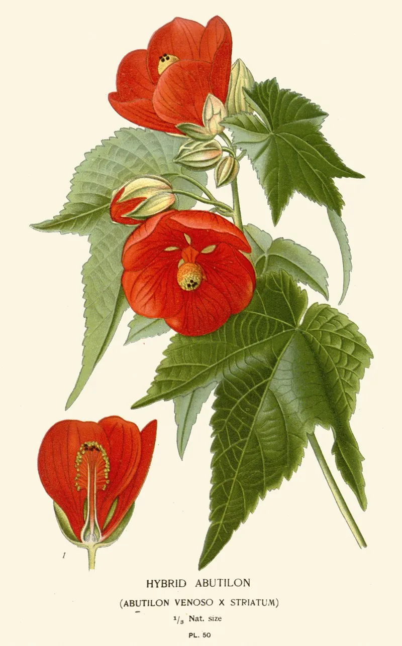 Hybrid Abutilon Wall Art by Edward Step - High-Resolution Digital Print