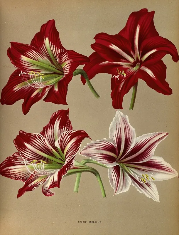 Hybrid Amaryllis Wall Art by Arentina Hendrica Arendsen - High-Resolution Digital Print