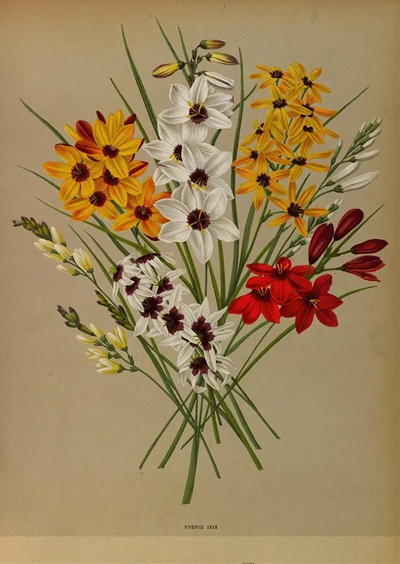 Hybrid Ixia Wall Art by Arentina Hendrica Arendsen - High-Resolution Digital Print