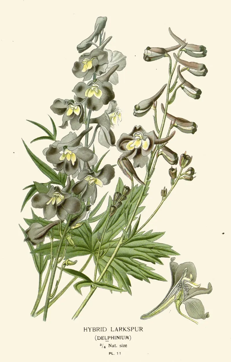 Hybrid Larkspur Wall Art by Edward Step - High-Resolution Digital Print
