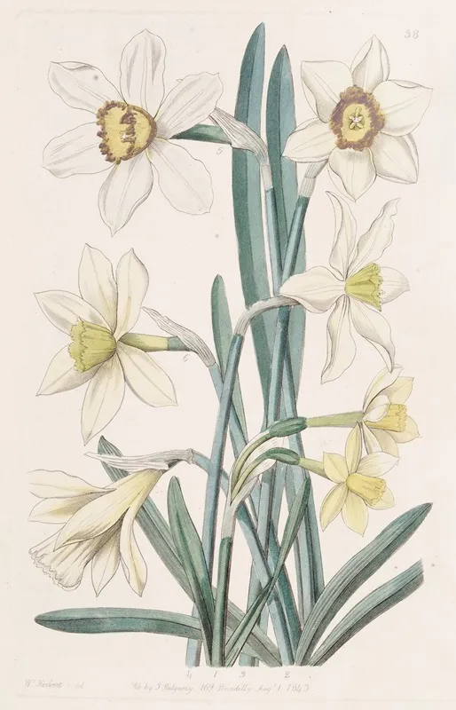 Hybrid Narcissi Wall Art by Sydenham Edwards - High-Resolution Digital Print