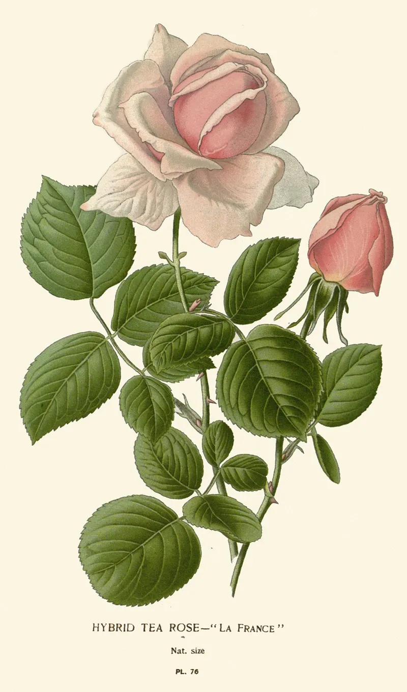 Hybrid Tea Rose La France Wall Art by Edward Step - High-Resolution Digital Print
