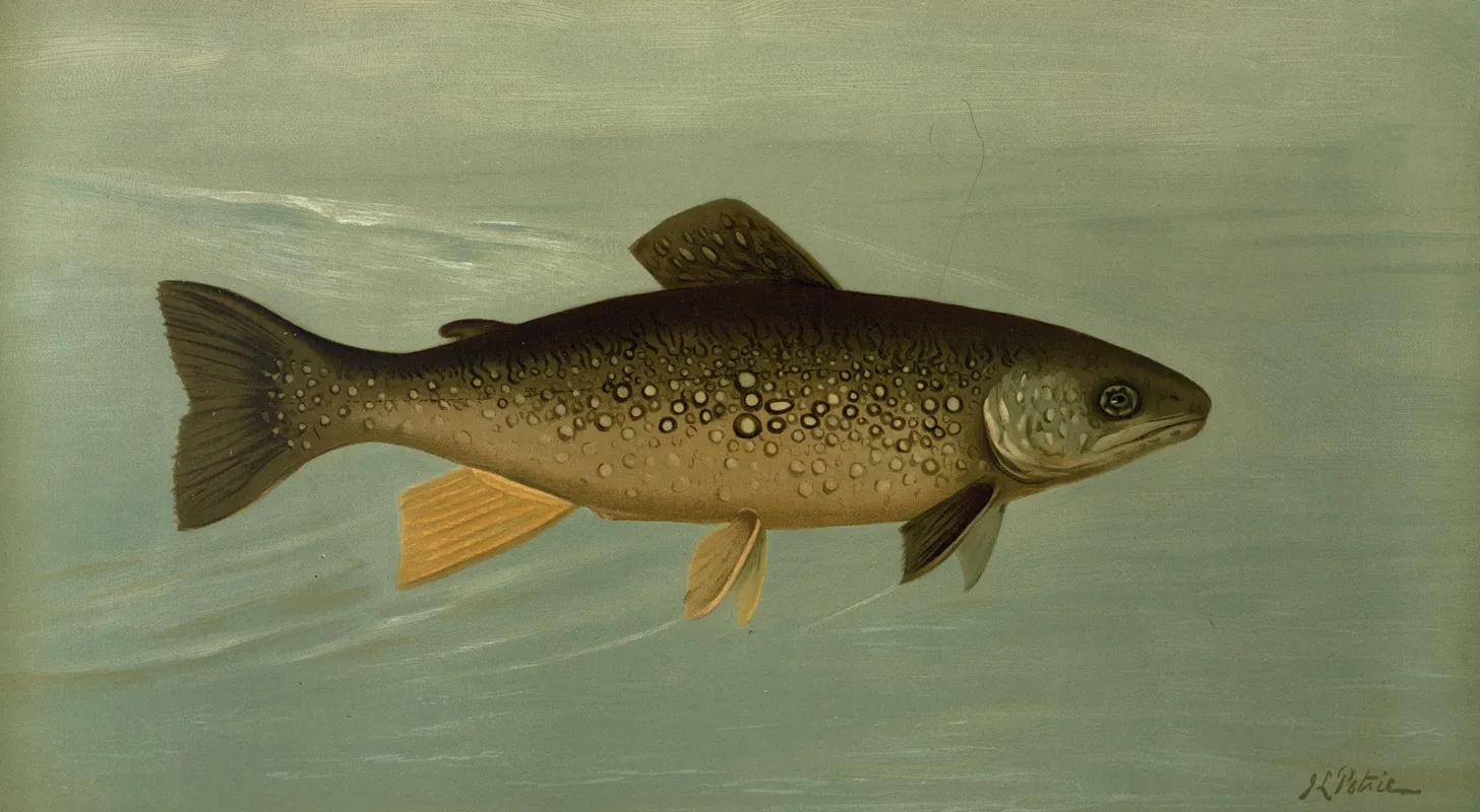 Hybrid Trout Cross Of The Lake And Brook Trout Wall Art by John L. Petrie - High-Resolution Digital Print