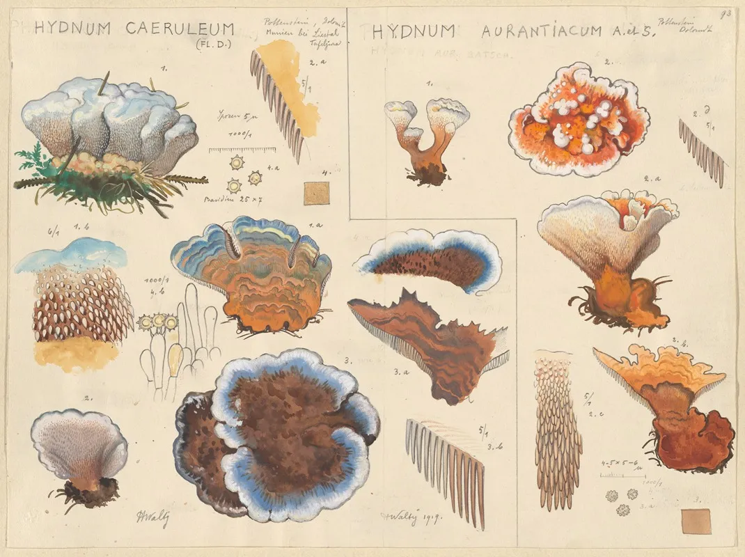 Hydnum Caeruleum Hydnum Aurantiacum Wall Art by Hans Walty - High-Resolution Digital Print
