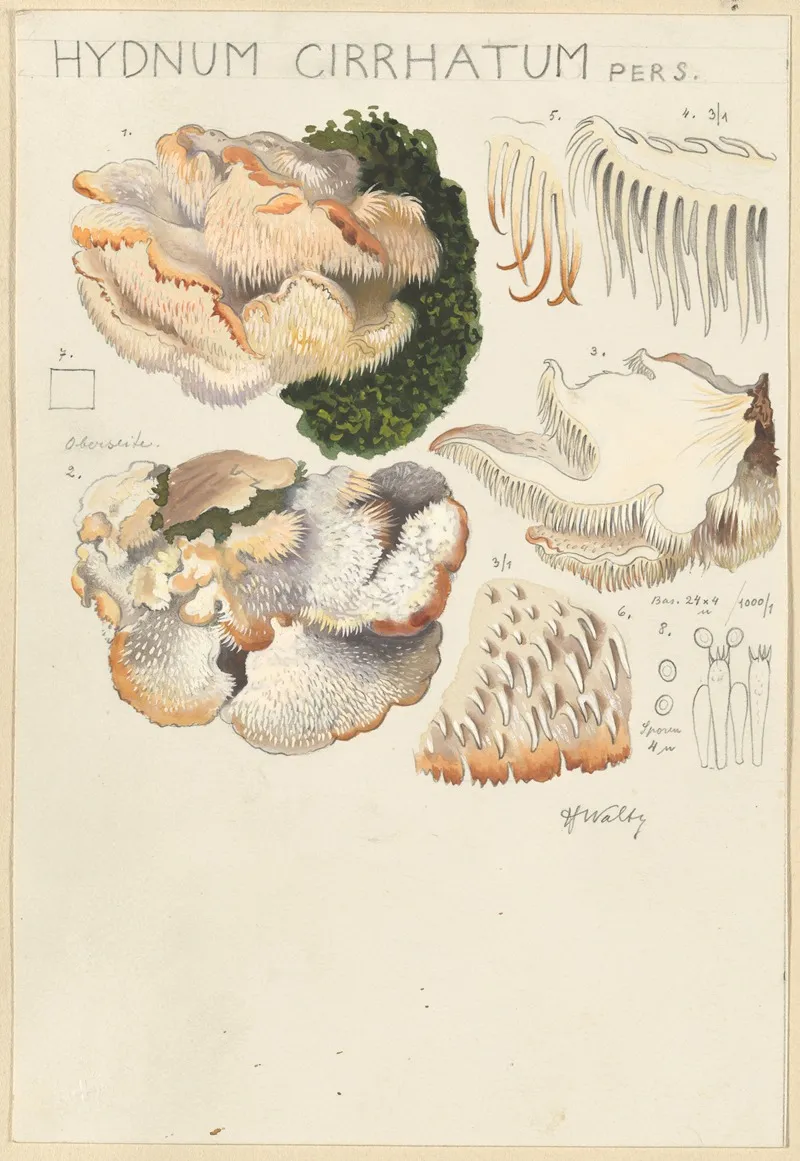 Hydnum Cirrhatum Wall Art by Hans Walty - High-Resolution Digital Print