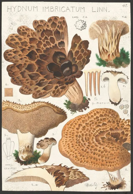 Hydnum Imbricatum Linn Wall Art by Hans Walty - High-Resolution Digital Print