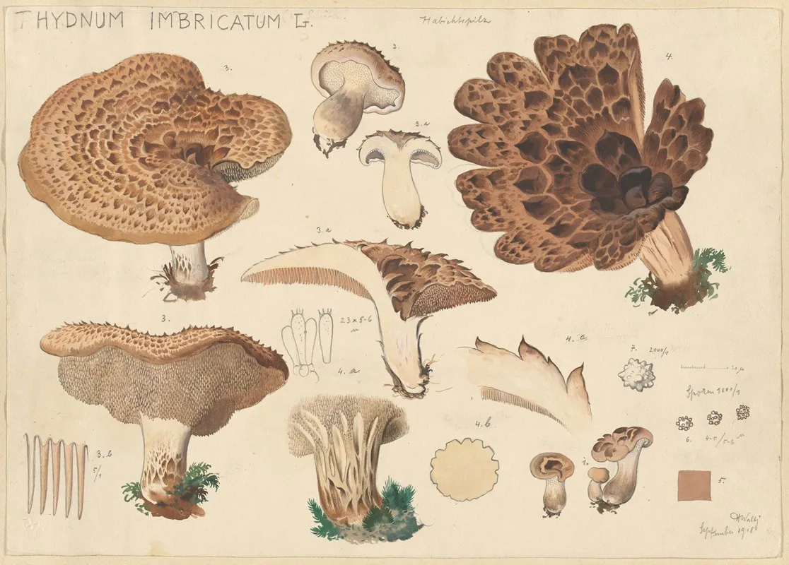 Hydnum Imbricatus L Wall Art by Hans Walty - High-Resolution Digital Print