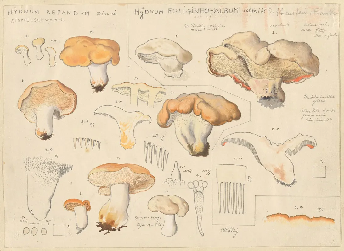 Hydnum Repandum Hydnum Fuligineo Album Wall Art by Hans Walty - High-Resolution Digital Print