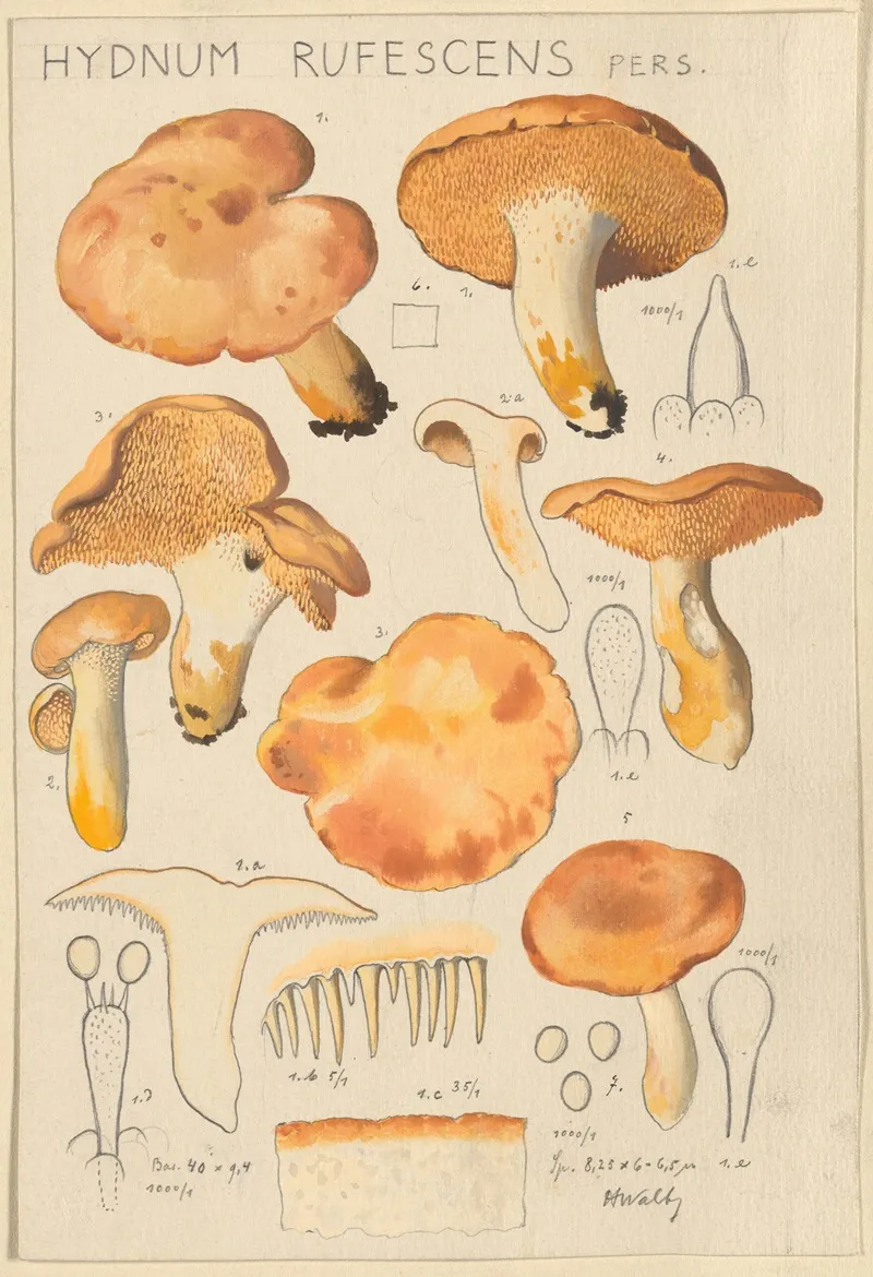 Hydnum Rufescens Wall Art by Hans Walty - High-Resolution Digital Print