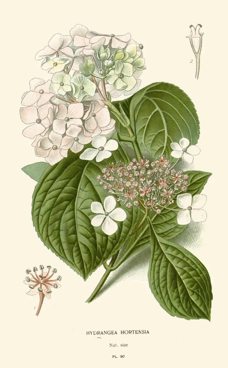 Hydrangea Hortensia Wall Art by Edward Step - High-Resolution Digital Print