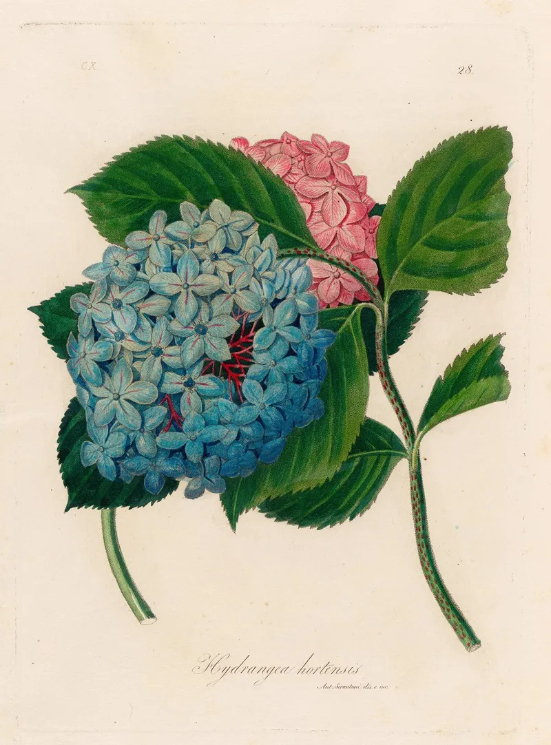 Hydrangea Hortensis Wall Art by Gaetano Savi - High-Resolution Digital Print