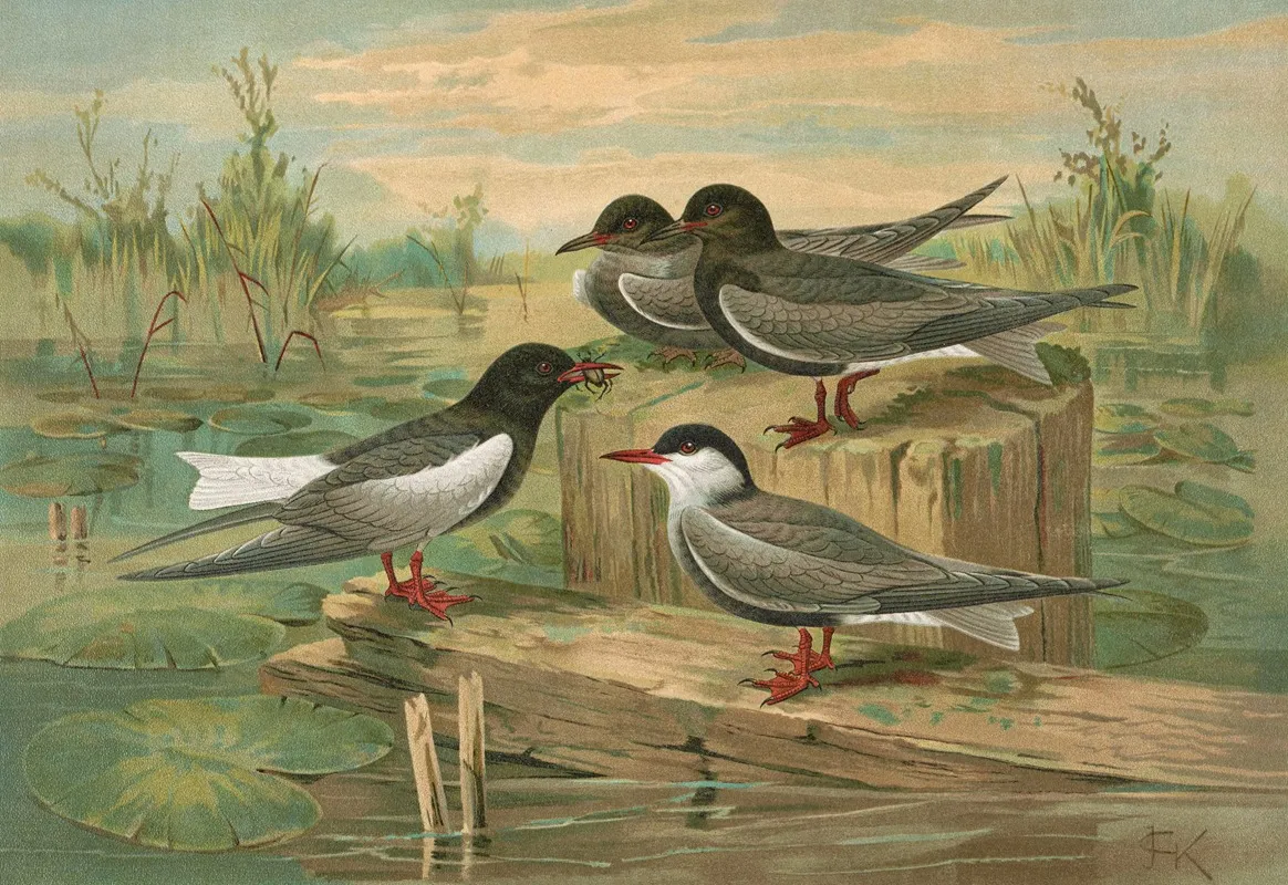 Hydrochelidon Fissipes Hydrochelidon Hybrida Hydrochelidon Nigra 2 Wall Art by Johann Friedrich Naumann - High-Resolution Digital Print