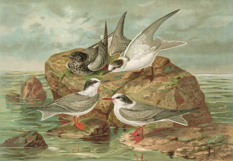 Hydrochelidon Fissipes Hydrochelidon Hybrida Hydrochelidon Nigra Wall Art by Johann Friedrich Naumann - High-Resolution Digital Print