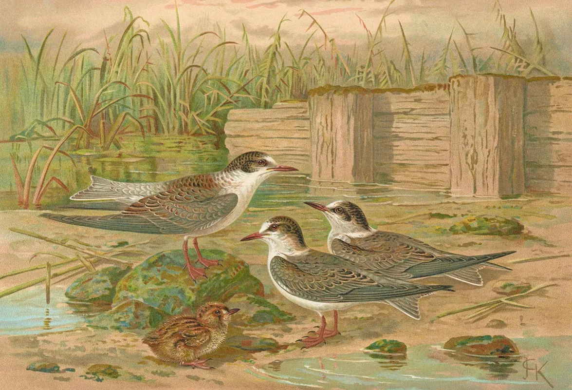 Hydrochelidon Hybrida Hydrochelidon Fissipes Hydrochelidon Nigra Wall Art by Johann Friedrich Naumann - High-Resolution Digital Print