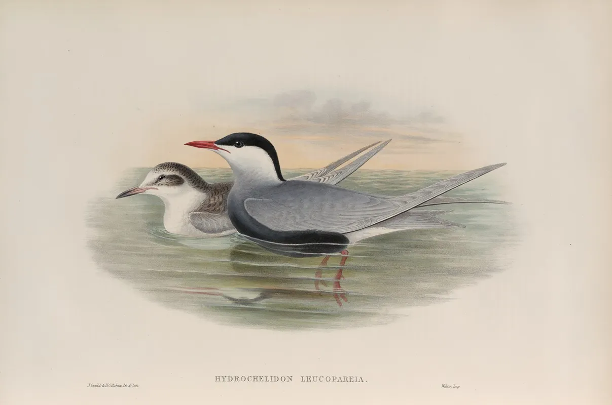 Hydrochelidon Leucopareia Whiskered Tern Wall Art by John Gould - High-Resolution Digital Print