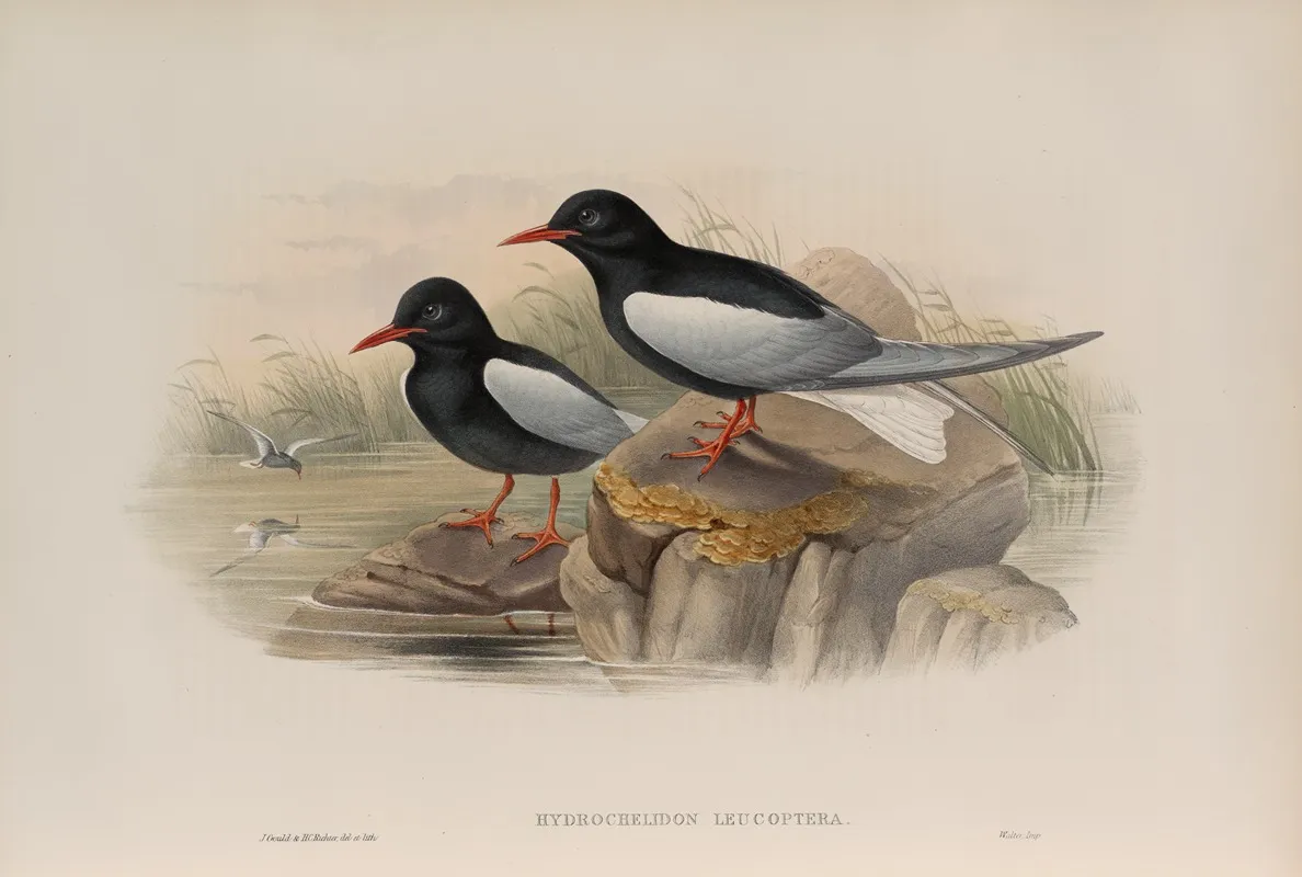 Hydrochelidon Leucoptera White Winged Tern Wall Art by John Gould - High-Resolution Digital Print