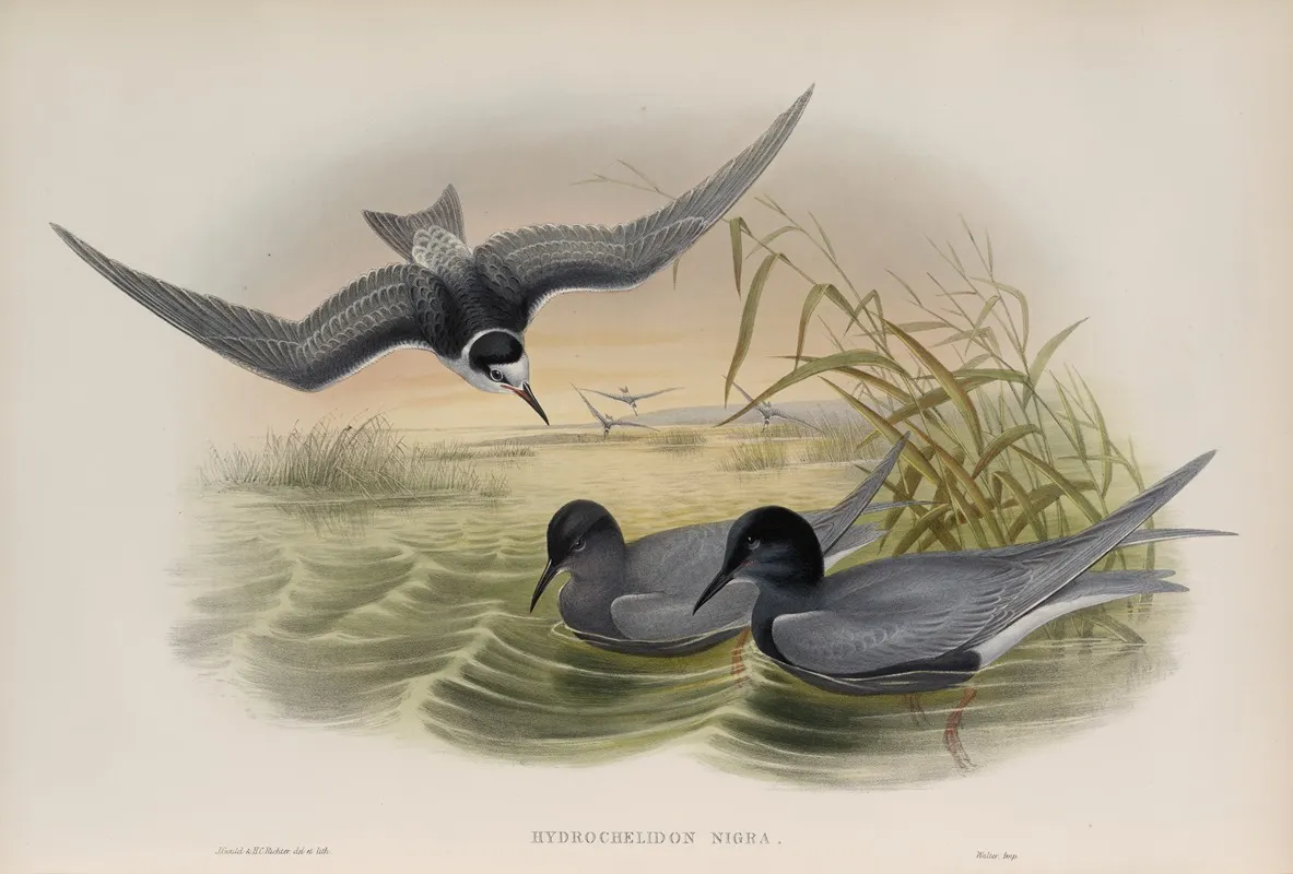 Hydrochelidon Nigra Black Tern Wall Art by John Gould - High-Resolution Digital Print