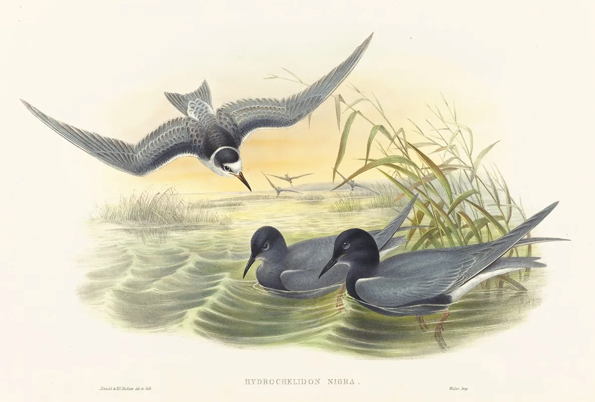 Hydrochelidon Nigra Wall Art by John Gould - High-Resolution Digital Print