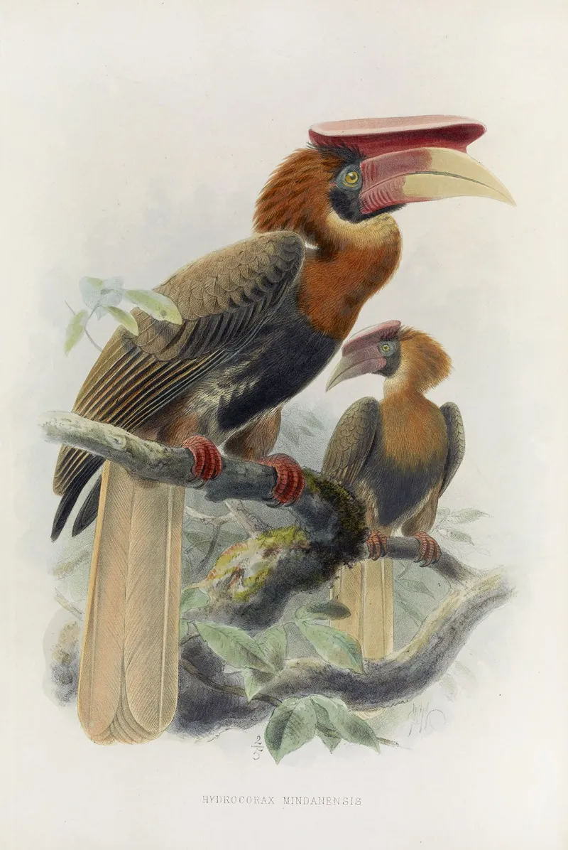 Hydrocorax Mindanensis Wall Art by Daniel Giraud Elliot - High-Resolution Digital Print