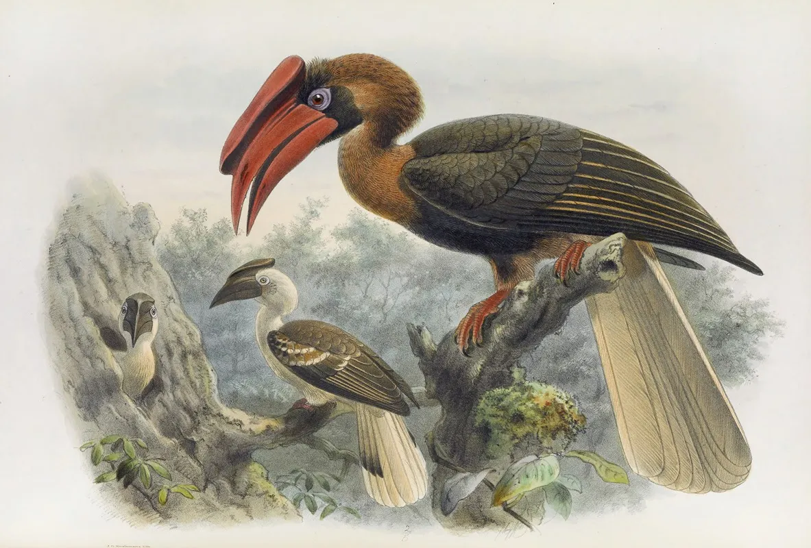 Hydrocorax Planicornis Wall Art by Daniel Giraud Elliot - High-Resolution Digital Print