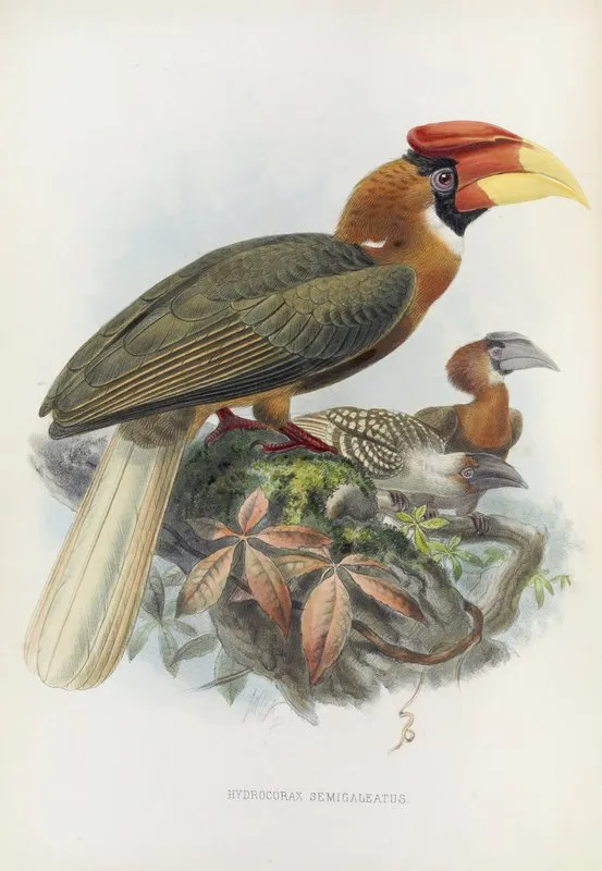 Hydrocorax Semigaleatus Wall Art by Daniel Giraud Elliot - High-Resolution Digital Print